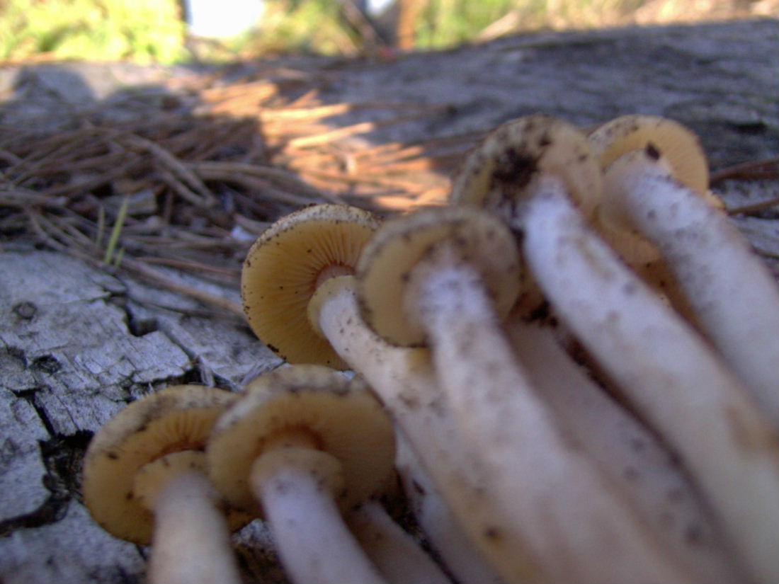 fungo da determinare